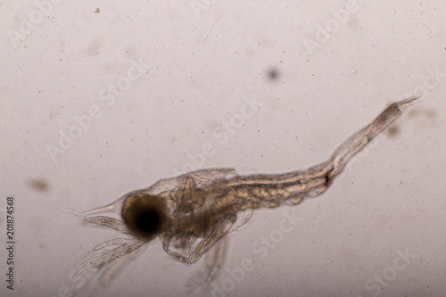 Obraz na płótnie Mysis (zooplankton) under the microscope.