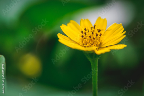 Image blurred of beautiful yellow flower close-up in garden. concept of nature background and copy space design.