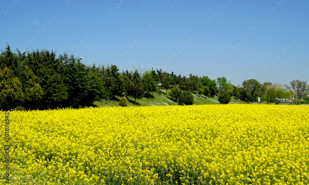 Canola field with yellows plants on.