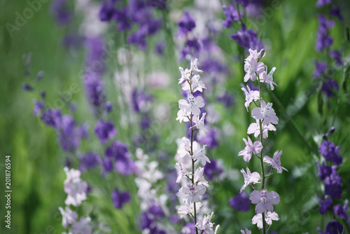 Background from tender soft violet blue beautiful flowers, floral vintage background
