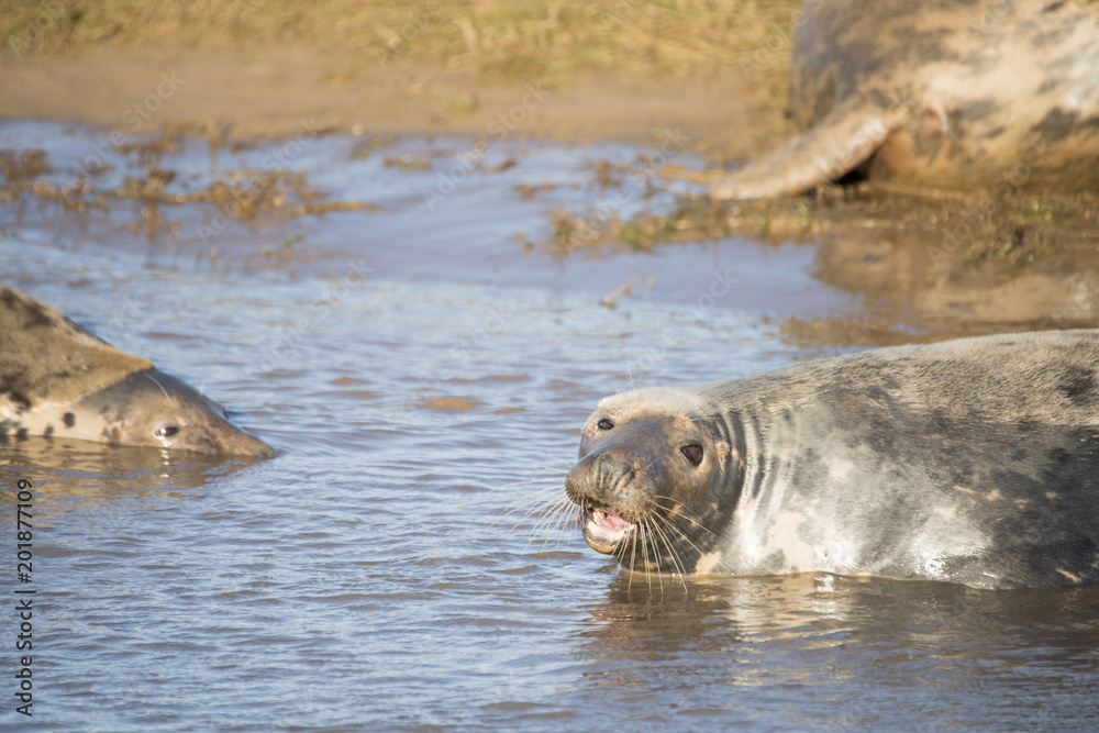 Naklejka premium Grey Seals at Donna Nook