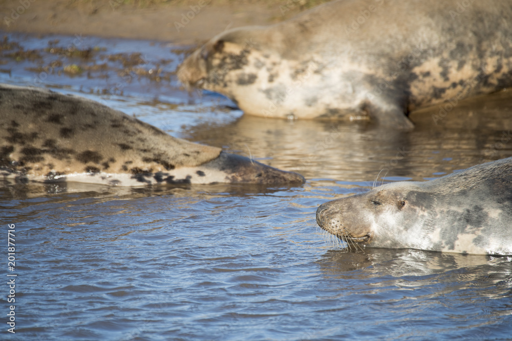 Fototapeta premium Grey Seals at Donna Nook