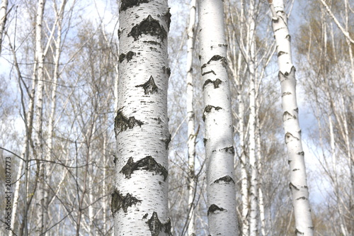 birch trees with white bark