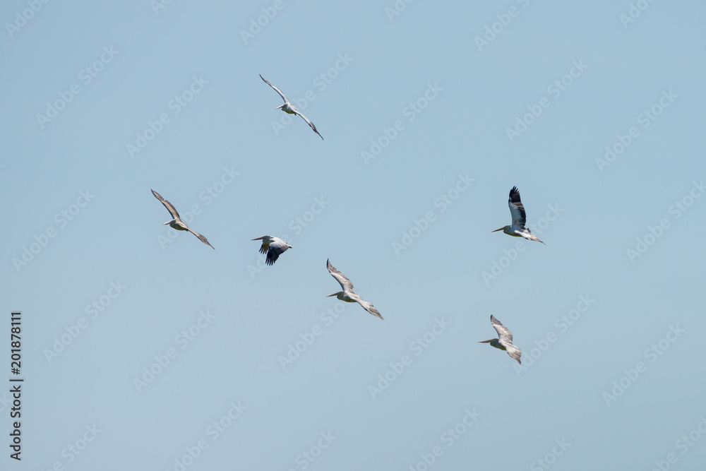 Flying spot billed pelican or grey pelican in Thailand Flying spot billed pelican or grey pelican in Thailand