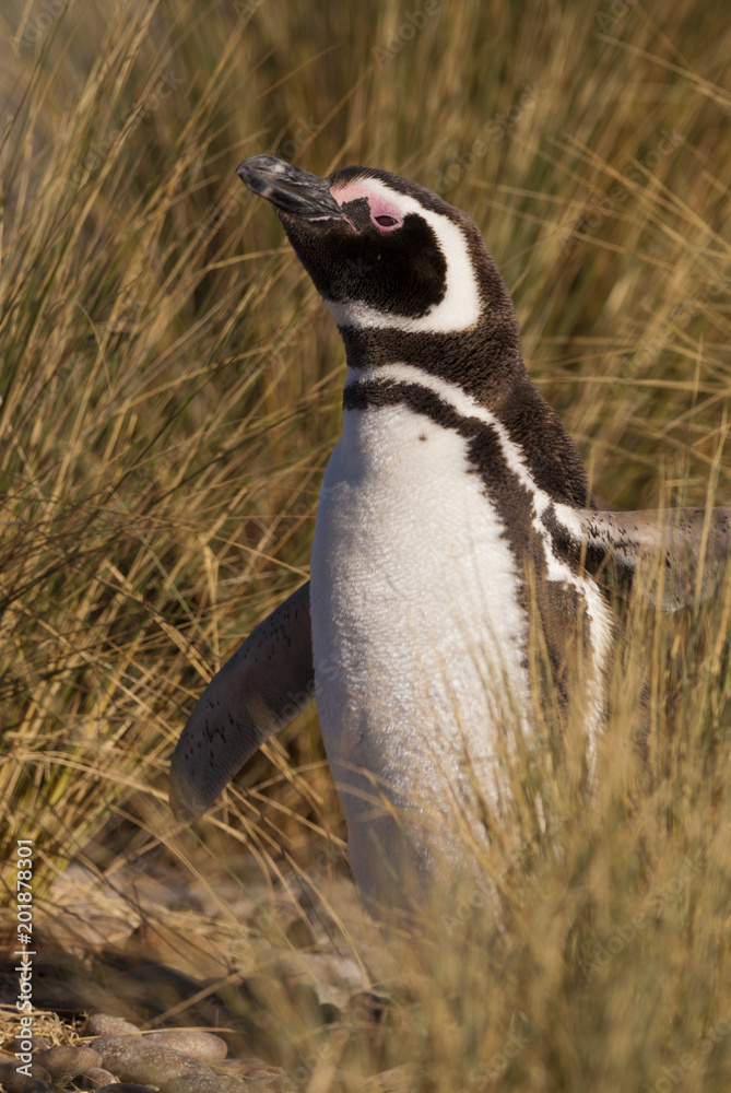 Fototapeta premium Magellan Penguin (Spheniscus magellanicus) in Patagonia