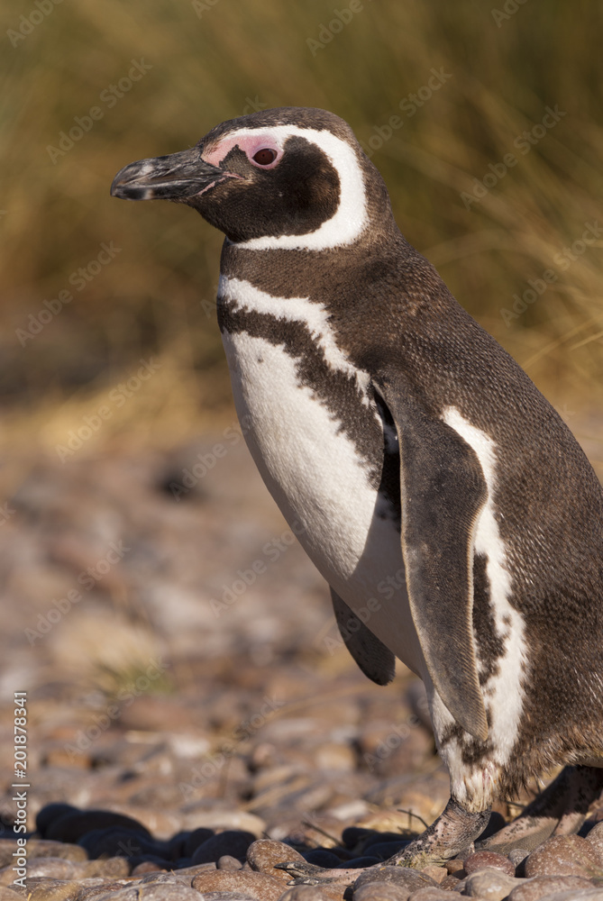 Naklejka premium Magellan Penguin (Spheniscus magellanicus) in Patagonia