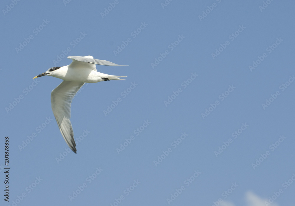 Lone Seagull Larus Flying Against Blue Sky, Celestun, Yucatan Peninsula, Mexico