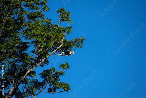 Wreathed hornbill at Khao Yai national park, THAILAND