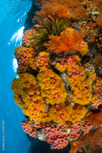 Wallpaper Mural Colorful Corals on Reef in West Papua Torontodigital.ca