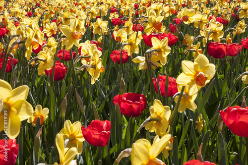 Fototapeta Naklejka Na Ścianę i Meble -  A beautiful flowering of yellow daffodils and red tulips in spring