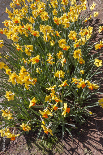 Fototapeta Naklejka Na Ścianę i Meble -  flowering of double-flowered daffodils in spring