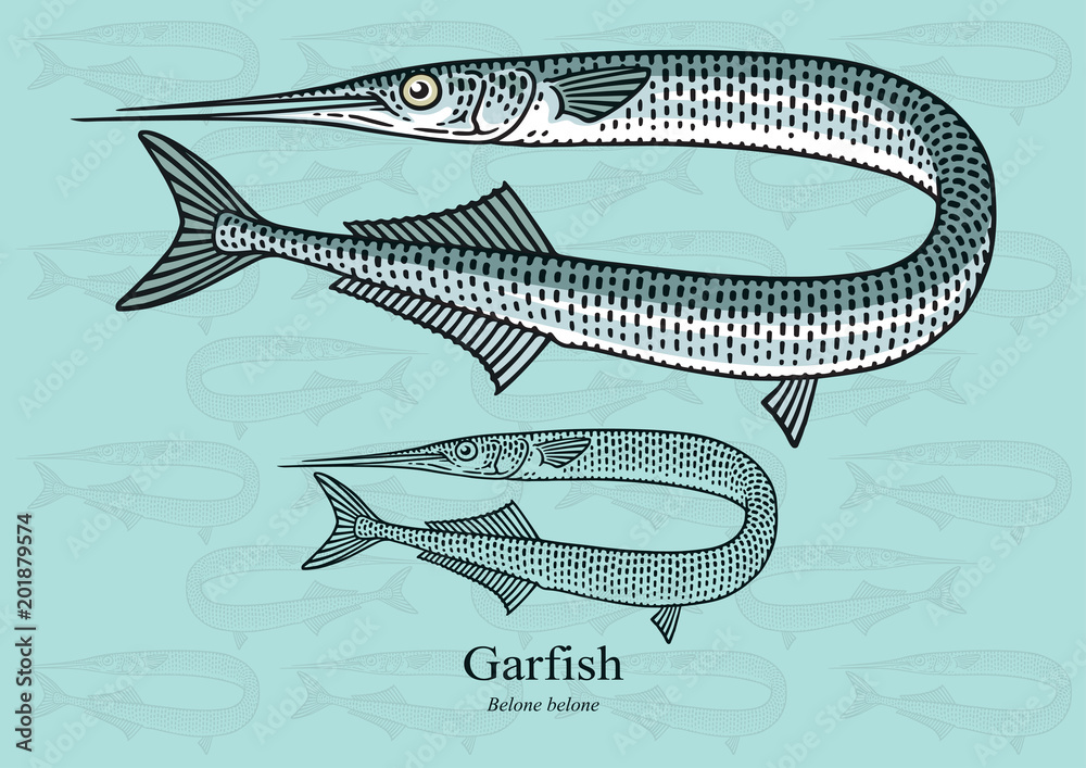 Fototapeta premium Garfish. Vector illustration with refined details and optimized stroke that allows the image to be used in small sizes (in packaging design, decoration, educational graphics, etc.)