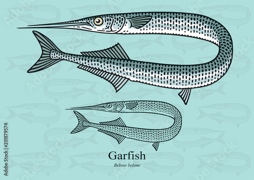 Garfish. Vector illustration with refined details and optimized stroke that allows the image to be used in small sizes (in packaging design, decoration, educational graphics, etc.)