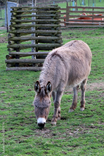 Grey donkey on the farm. Domestic mule grazing on a meadow.