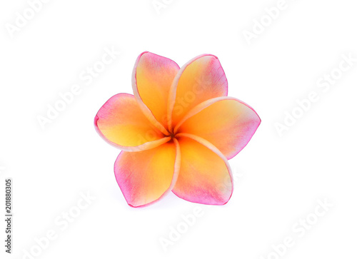 Plumeria flower, Leelawadee flower, Tropical flower, Lanthom flower isolated on white background, 6 petals of plumeria flowers show good luck.