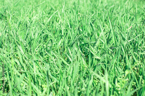 background of green wild grass