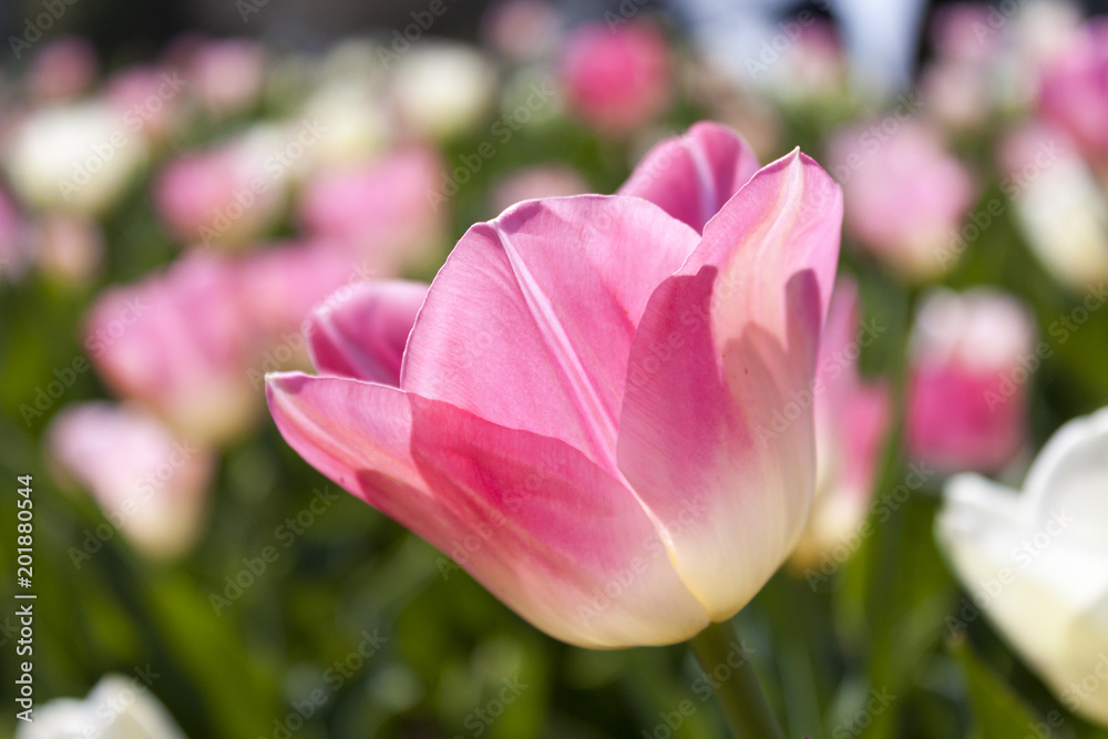 Spring Tulip Flower Background