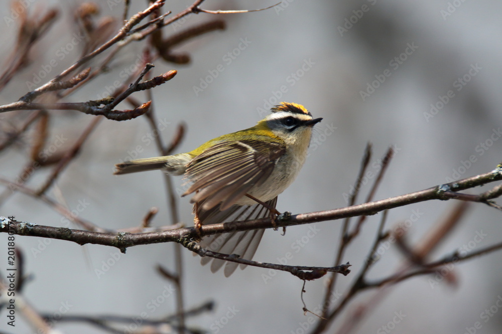 flight of a commonfirecrest flight of a commonfirecrest