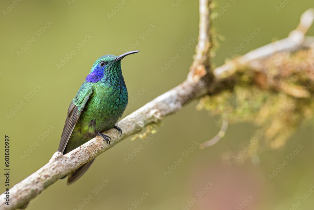 Green Violet-ear - Colibri thalassinus, beautiful green hummingbird from Central America forests, Costa Rica.