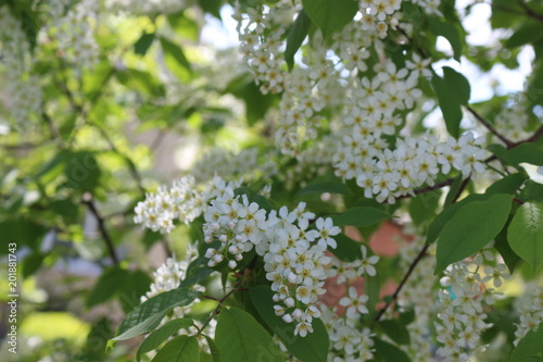 Blooming bird-cherry  tree.Her fragrant flowers like people.