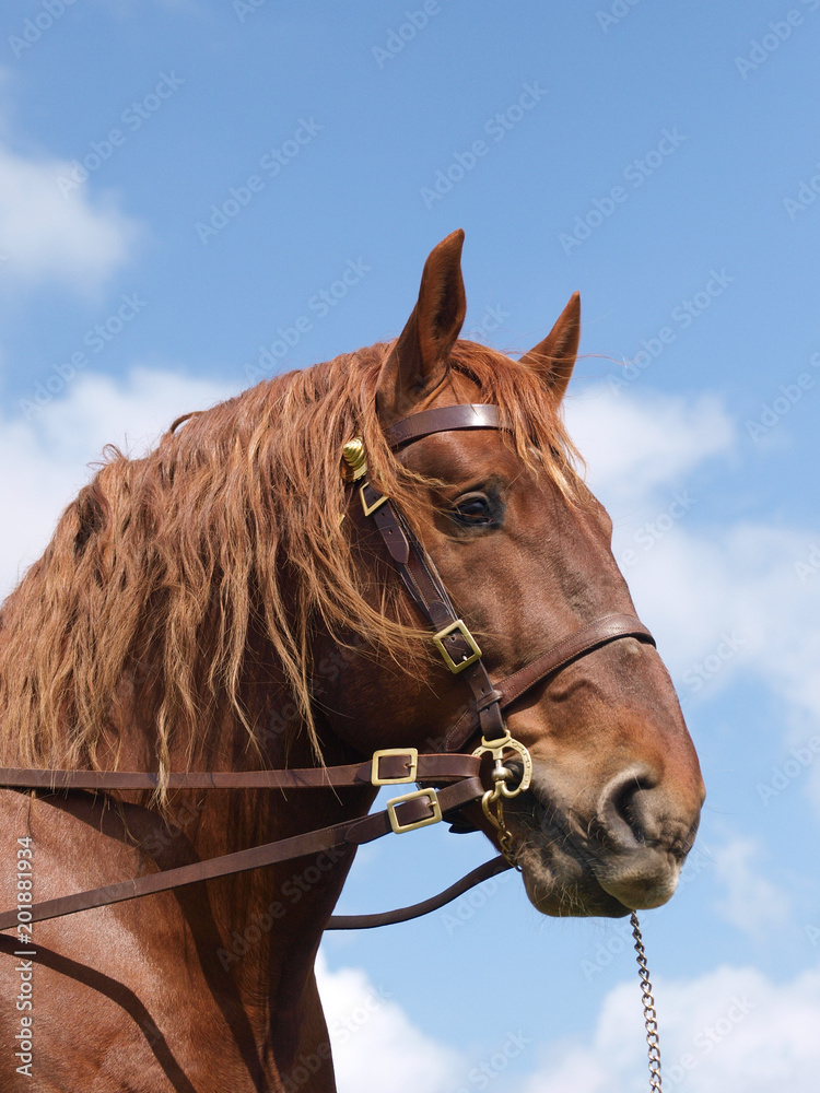 Obraz premium Stallion Head Shot