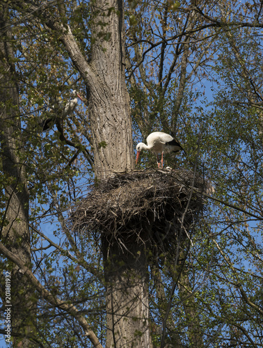 White Stork (Ciconia ciconia) nesting_Seltz, Alsace, France photo