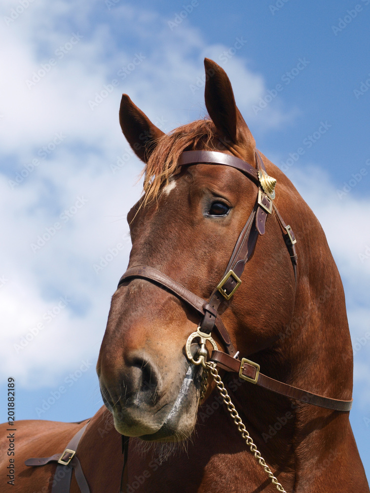 Stallion Head Shot Stallion Head Shot