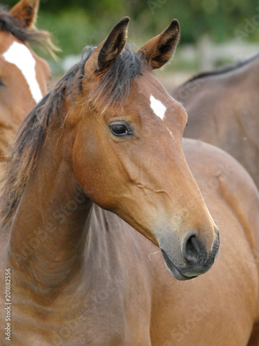 Картината върху платно Head Shot of a Bay Yearling