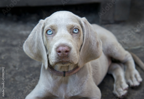 Weimaraner Welpen photo