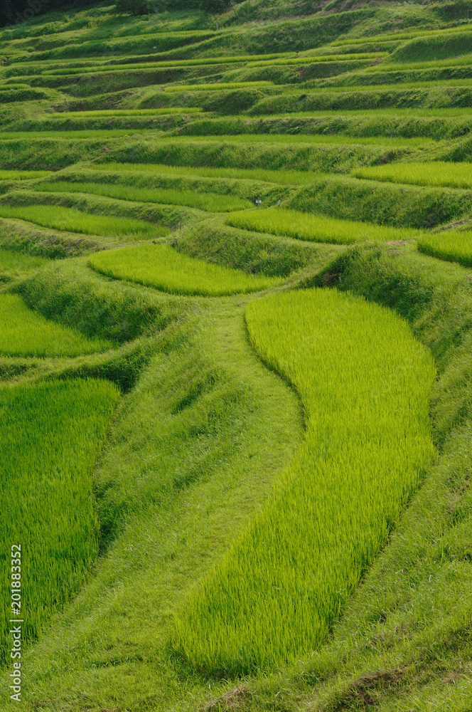 大山千枚田 千葉県鴨川市 大山千枚田 千葉県鴨川市