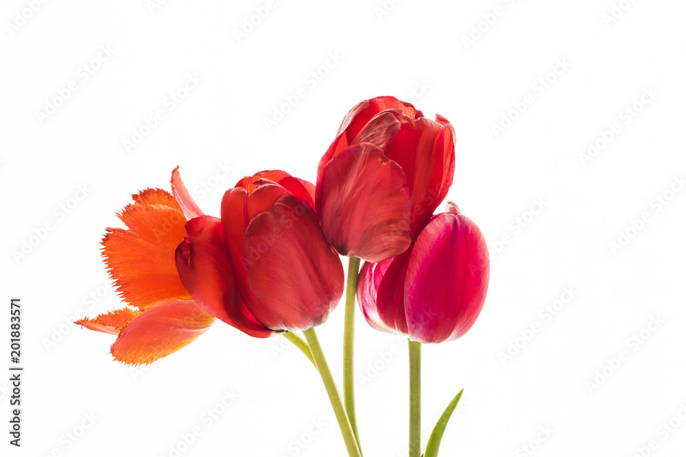 Tulip flowers on white background with space for your text. Tulip flowers on white background with space for your text.