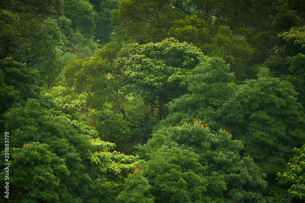 Fototapeta premium jungle forest, China