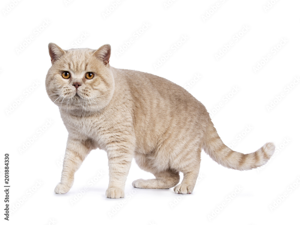 Impressive creme adult male British Shorthair cat walking / standing isolated on white background looking at lense