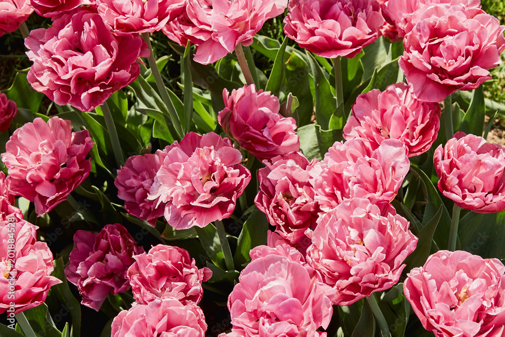 Pink tulips background. Flowers background. Top view Pink tulips background. Flowers background. Top view