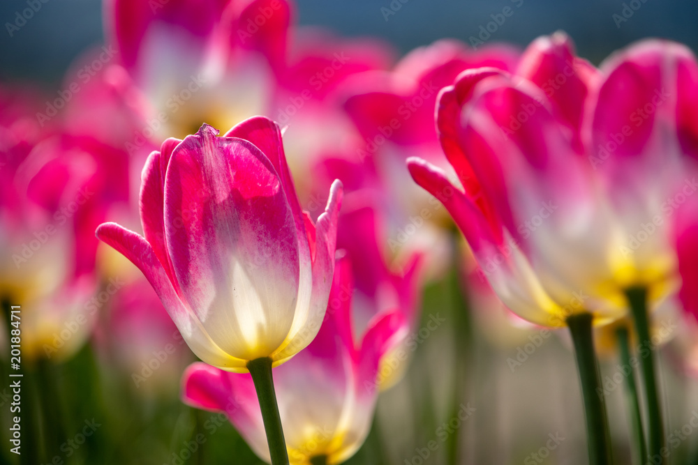 Obraz premium Tulip in Sakura City, Chiba Prefecture, Japan