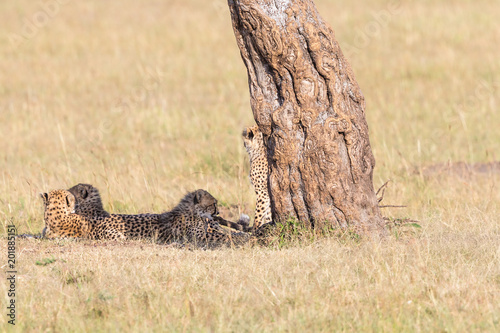 Cheetah with cubs resting in the shade