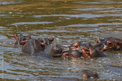 Hippos bathing in the water