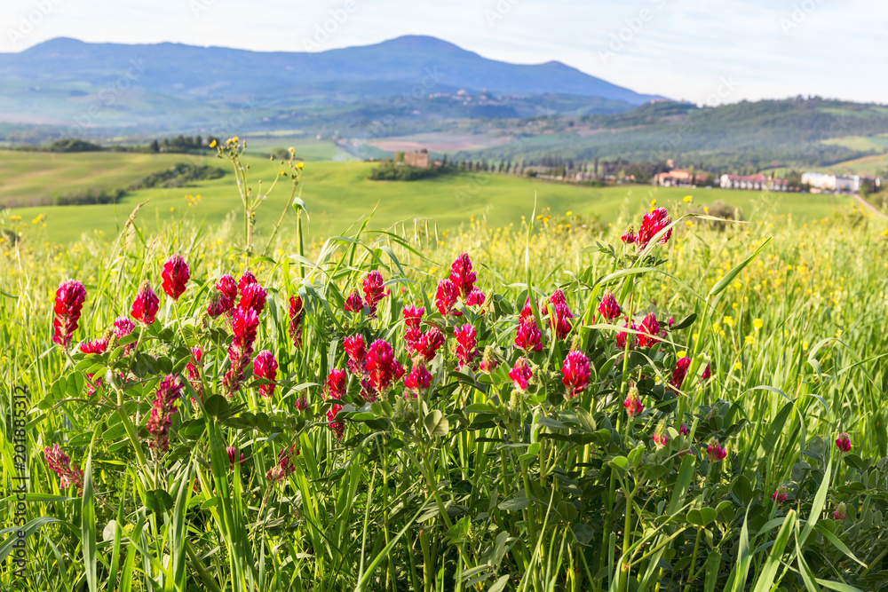 Flowering Red clover flowers in a meadow in rural landscape