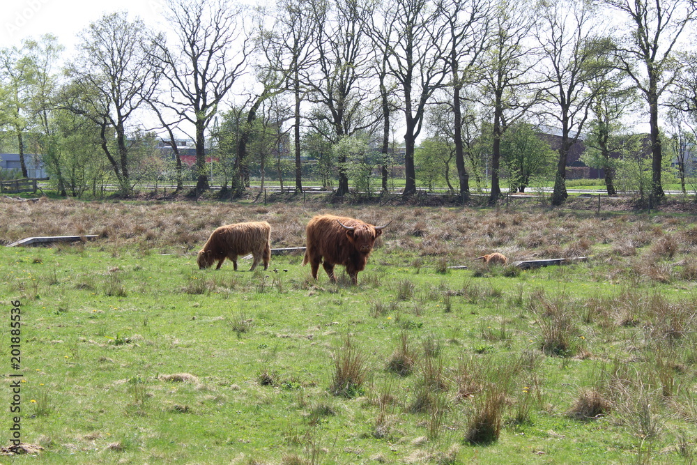 Highland Cattle In A Field