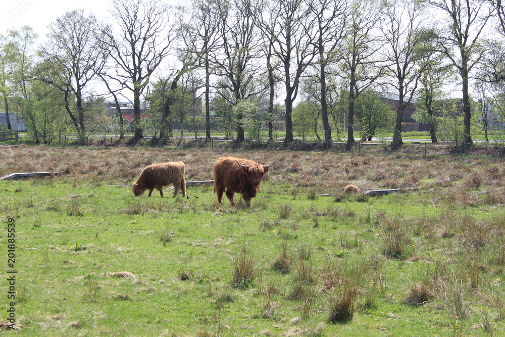Highland Cattle In A Field Highland Cattle In A Field