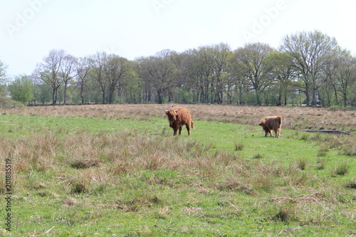 Highland Cattle In A Field © pascaledel