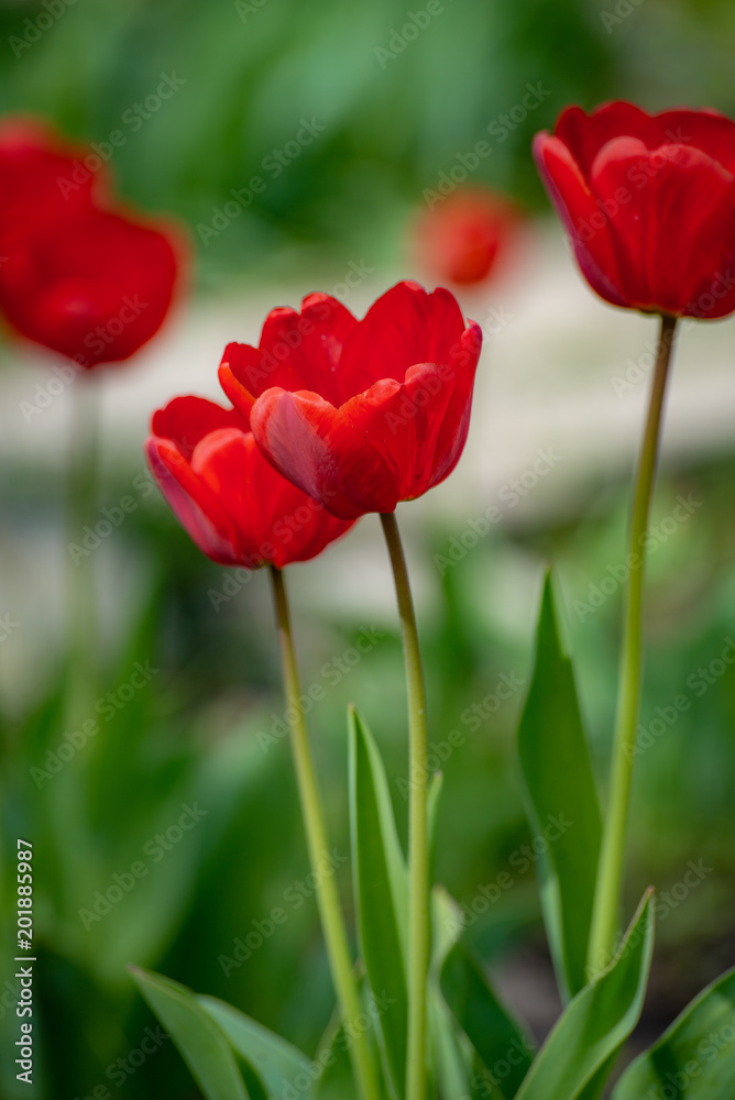  beautiful red tulips