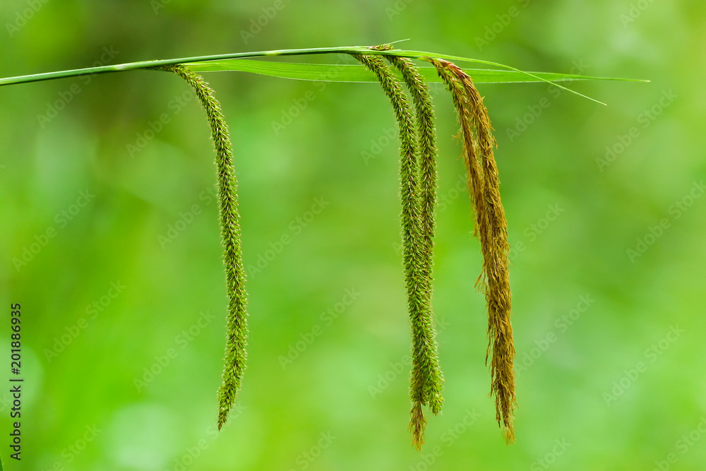 Fototapeta premium Nice grass at springtime on the meadow