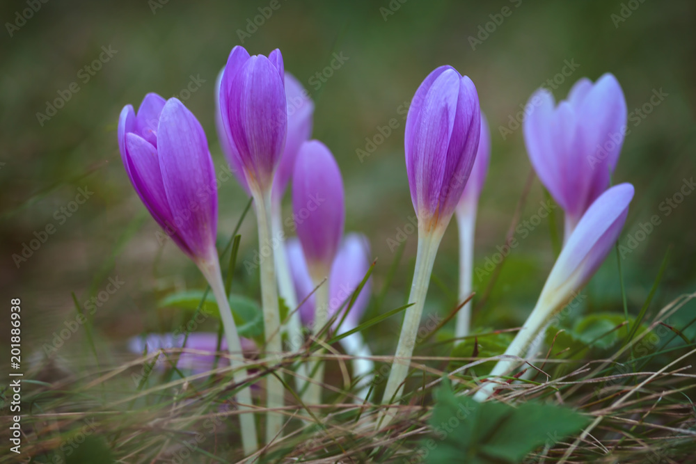 Nice autumn flowers in the meadow, Colchicum Nice autumn flowers in the meadow, Colchicum
