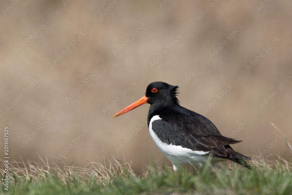 Single oystercatcher. Black and white bird with long straight red beak standing in green grass with blurred background. Summer in Kiev. Ukraine. Eurasian oystercatcher standing on grass in its habitat Single oystercatcher. Black and white bird with long straight red beak standing in green grass with blurred background. Summer in Kiev. Ukraine. Eurasian oystercatcher standing on grass in its habitat
