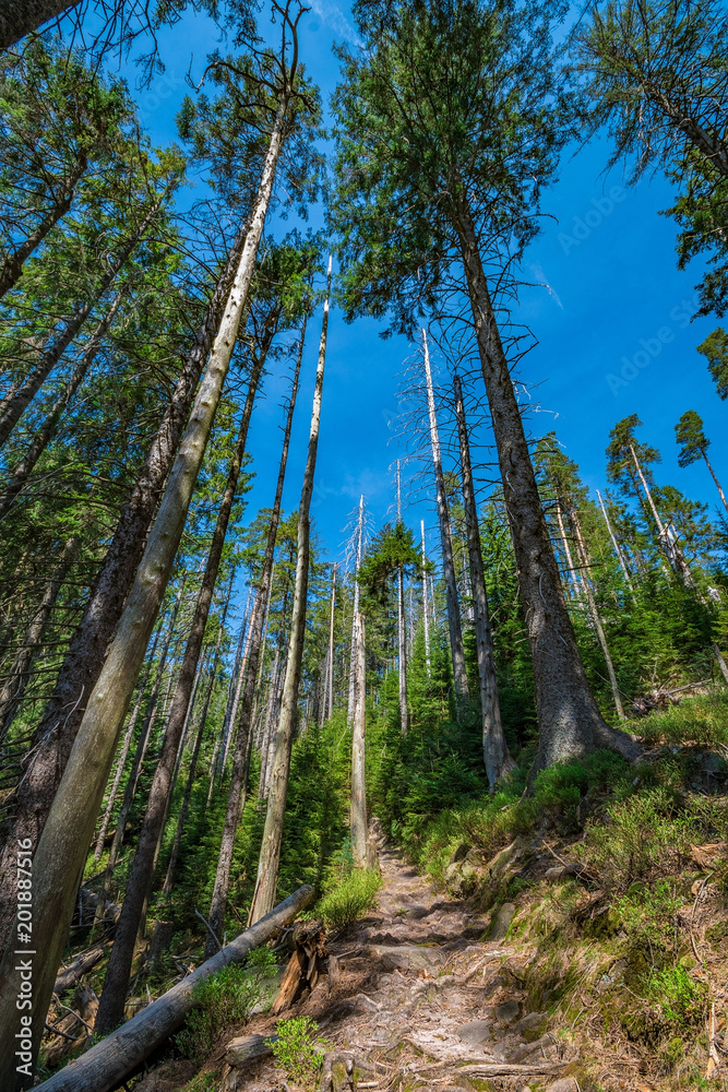 A Conservation Area in the Black Forest / Schwarzwald Germany April 2018; near Ruhestein / Wildsee A Conservation Area in the Black Forest / Schwarzwald Germany April 2018; near Ruhestein / Wildsee