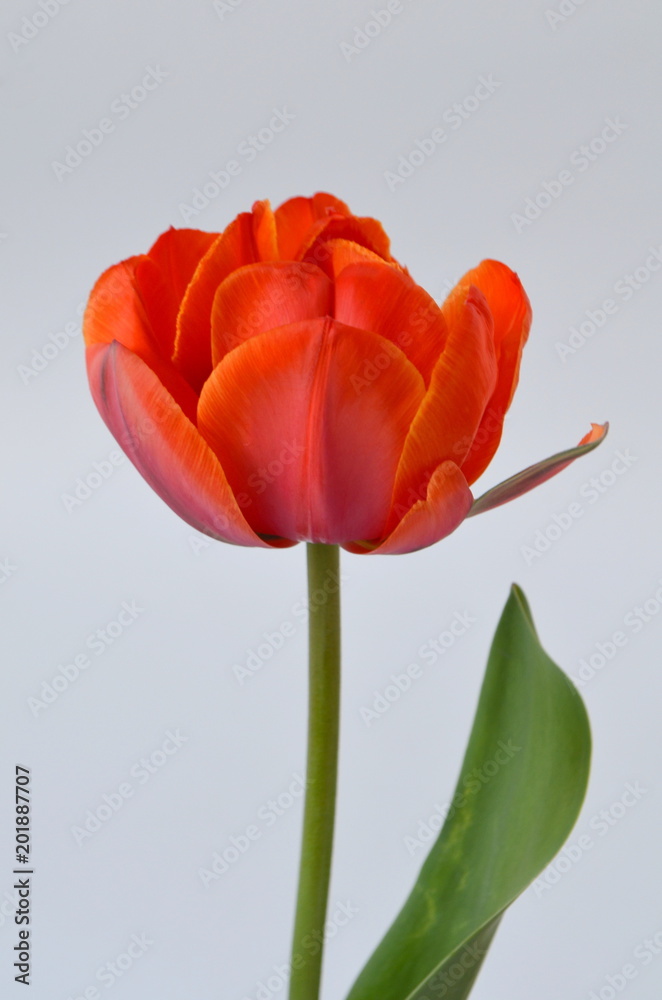 Adrem двойной тюльпан пион цветущий махровый оранжевый
