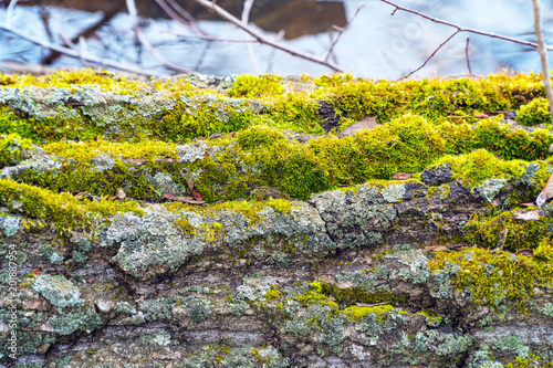 Green moss growth on the trunk of an tree