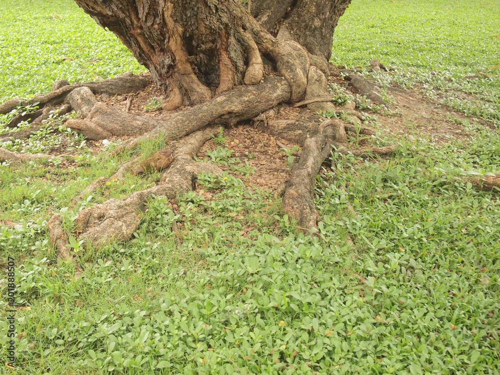 Forest tree with roots Forest tree with roots