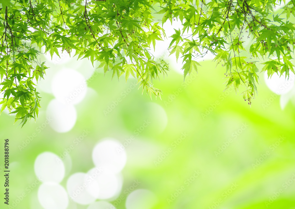 Closeup fresh green leaves on blurred abstract light spot bokeh in the park background with copy space Closeup fresh green leaves on blurred abstract light spot bokeh in the park background with copy space
